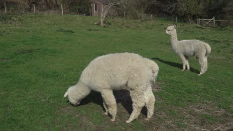 Alpacas-Pastando-En-Un-Campo-Verde-En-Cornualles,-Reino-Unido