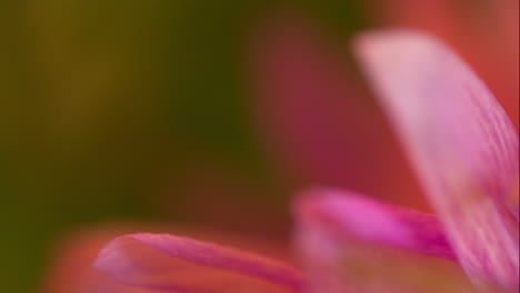 Close-up-rack-focus-on-the-petals-of-a-vibrant,-fuchsia-chrysanthemum-flower