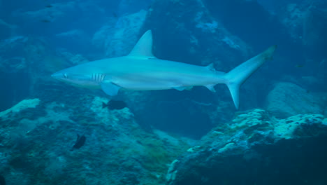 Bucear-Con-Un-Hermoso-Tiburón-Juvenil-De-Galápagos