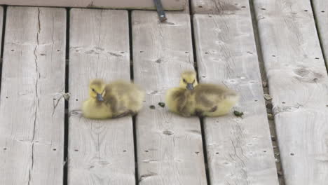 Two-fluffy-Canada-goose-goslings-sitting-on-a-dock