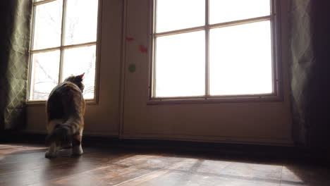A-low-angle-of-a-beautiful-calico-cat-looking-around-outside-watching-birds-from-a-kitchen-door-in-slow-motion