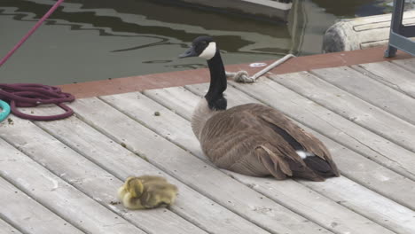Eine-Mutter-Kanadagans-Sitzt-Auf-Einem-Dock-Und-Wacht-über-Ihr-Baby