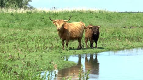 Vacas-De-Las-Tierras-Altas-En-El-Paseo-Marítimo