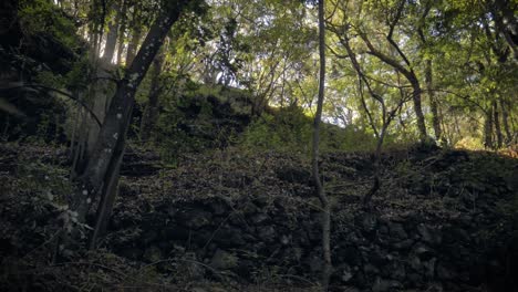 Woodland-scene-with-steep-incline-and-rock-walls-hidden-in-dense-vegetation