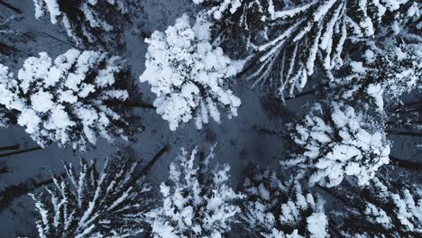 Top-down-crane-shot-of-white-winter-forest
