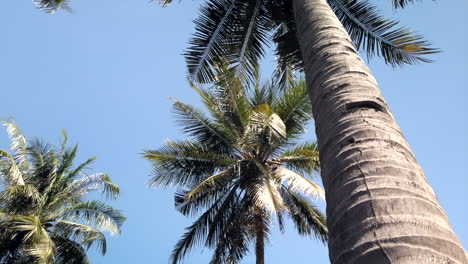 Tropische-Kokospalmen,-Stabile,-Sich-Bewegende-Aufnahme,-Die-Sich-In-Richtung-Himmel-Bewegt,-Mit-Wunderschönem-Linseneffekt-Am-Ende-Des-Clips
