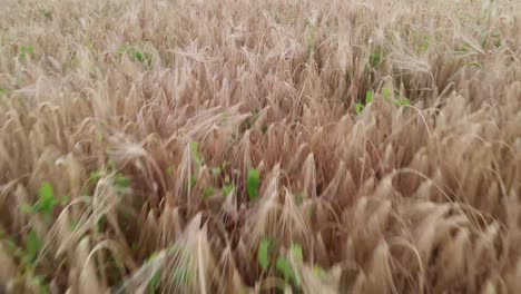 Golden-Setting-Sun-On-Vast-Wheat-Field