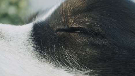 Close-up-shot-of-the-left-eye-of-an-black-tri-Australian-Shepherd-dog-on-a-sunny-day