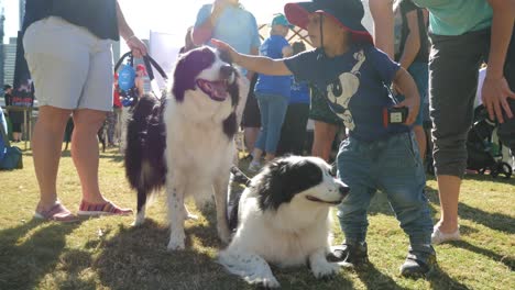 Millones-De-Patas-Caminando,-Paseando-Perros-En-Southbank,-Brisbane-2018---Parque-Para-Perros,-Paseando-Perros-Con-El-Dueño---Personas-En-áreas-Públicas