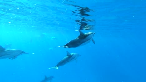 Wunderschöne-4K-Slo-Mo-Aufnahme-Einer-Kleinen-Gruppe-Delfine,-Die-Eng-Und-Anmutig-Vor-Der-Kamera-Schwimmen