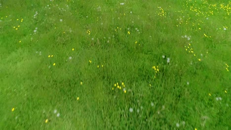 Close-tracking-aerial-above-an-overgrown-field-full-of-long-grass-and-dandelions