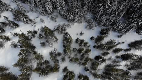 Drone-lowering-towards-snow-covered-pine-trees