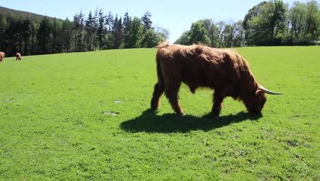 Toro-Aislado,-Vacas-Y-Razas-Pequeñas-De-Terneros-La-Vaca-Highlander-Escocia