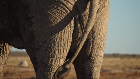 closeup-of-elephant-tail-happily-wagging
