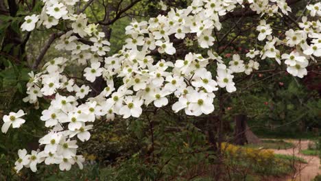 Hartriegelbäume-Zur-Blütezeit-Im-Coker-Arboretum-Auf-Dem-Campus-Der-University-Of-North-Carolina-In-Chapel-Hill