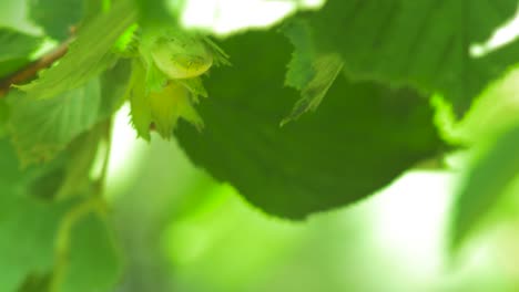 Green-unripe-hazelnuts-on-the-branch-on-a-sunny-summer-day,-close-up-shot