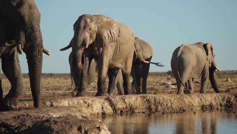 Savannah-bush-elephant-drink-water,-shake-head-by-river-while-herd-walk