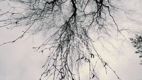 Upward-tilted-shot-of-hanging-leaves,-twigs-and-branches-of-a-tree-in-botanical-gardens