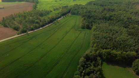 Luftbild-Von-Erntefeldern,-Die-Im-Wind-Wehen,-Mit-Wald-Im-Hintergrund-In-Einer-Ländlichen-Gegend