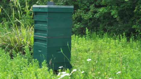 Bienen-Kommen-Und-Gehen-Von-Einem-Nationalen-Bienenstock