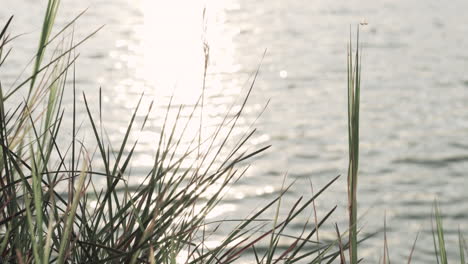 Beautiful-sunset-with-grasses-and-lake-in-warm-tone