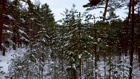 Sich-Zwischen-Schneebedeckten-Baumstämmen-Im-Tiefen-Winterwald-Bewegen