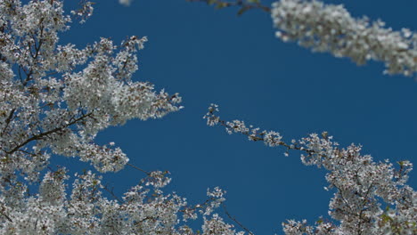 Hermosos-Cerezos-En-Flor-Sobre-El-Cielo-Azul