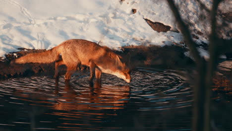 Rotfuchs-Jagen-Und-Schnüffeln-Im-Fluss-An-Sonnigen-Wintertagen-In-Den-Niederlanden