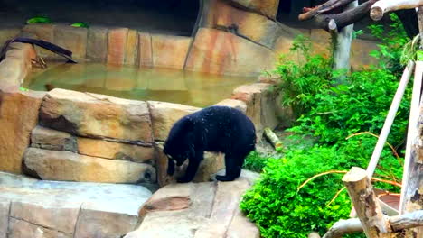 Lazy-Fat-Black-Bear-Des-Zoos-Von-San-Diego