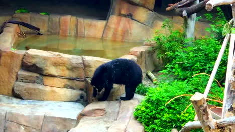 Oso-Perezoso-gordo-negro-Del-Zoológico-De-San-Diego