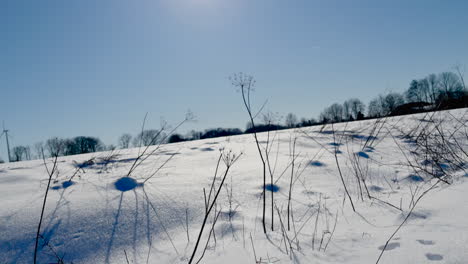 Bare-Plants-On-The-Snowy-Field-Under-Blue-Sky-With-Forest-On-The-Background