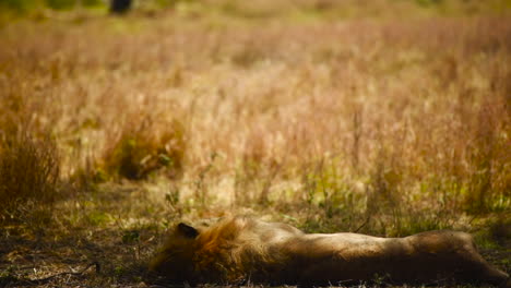 Male-lion-resting-in-the-shade,-Serengeti-National-Park,-Tanzania,-handheld-medium-shot