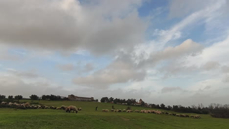 Green-Meadows-With-Herd-Of-Sheeps-Grazing-Against-Cloudy-Sky-On-Countryside