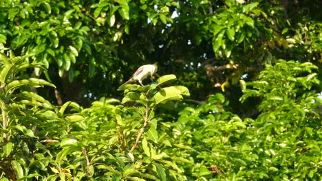 Beautiful-grey-bird-on-tree-branch-on-sunny-day