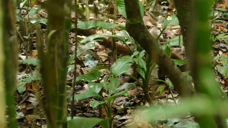 Süßer-Nasenbär,-Der-In-Seinem-Natürlichen-Lebensraum-In-Einem-Dichten-Grünen-Dschungelwald-Nach-Nahrung-Sucht