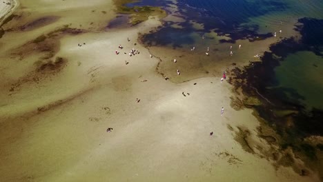 Aerial-view-of-beach-with-people-and-running-dogs,-Brighton,-Victoria