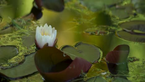 Eine-Seerose,-Die-In-Spiegelndem-Wasser-In-El-Bolson,-Patagonien,-Argentinien-Auf-Und-Ab-Schaukelt,-Statische-Nahaufnahme