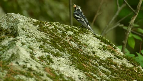Little-bird-with-food-in-its-beak-standing-on-a-mossy-rock-and-flying-away