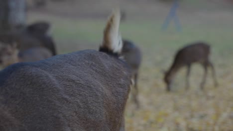 Deer-walking-towards-frame-in-slow-motion-with-blurred-background