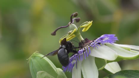 Close-up-of-a-black-bumblebee-flying-over-a-blue-crown-passion-flower-collecting-nectar