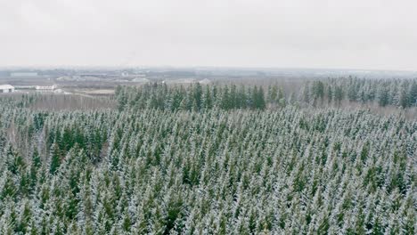 Naturaleza-Fría---Vista-Aérea-Idílica-Sobre-Un-Bosque-Invernal-Cubierto-De-Nieve-De-Coníferas-Grenn-Y-Algunos-árboles-Caducos-Desnudos-En-El-Sur-De-Baviera,-Alemania