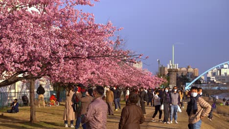 Crowds-of-Japanese-people-gathered-at-Sakura-Cherry-blossom-trees-during-Corona