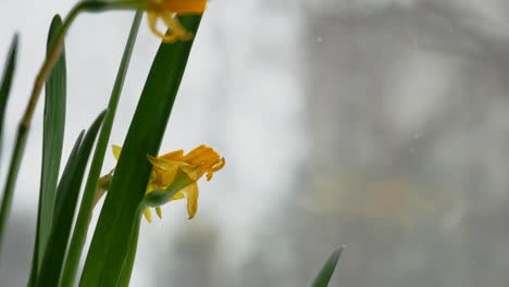 Yellow-daffodil-blooming-in-early-spring-with-snowfall-in-background