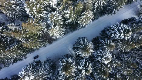 Cars-driving-along-isolated-road-through-snowy-forest