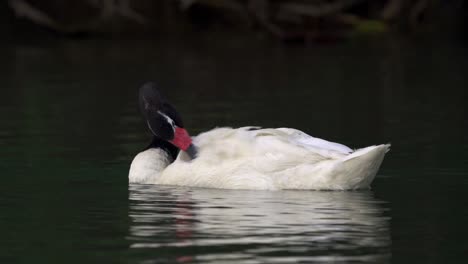 A-delicate-black-necked-swan-grooming-its-white-feathers-with-its-beak-while-floating-peacefully-on-a-pond