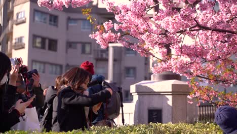 Leute,-Die-Gesichtsmasken-Tragen,-Fotografieren-Typische-Sakura-kirschblütenbäume