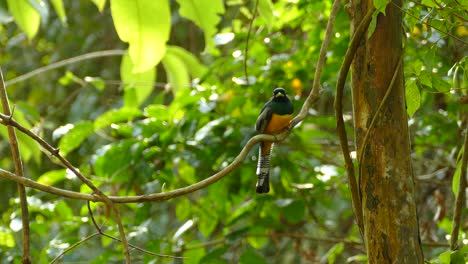 Realtime-footage-of-golden,-blue-and-black-tropical-bird,-carefully-watching-for-small-insects-with-a-tilted-head,-in-a-rainforest-in-Panama