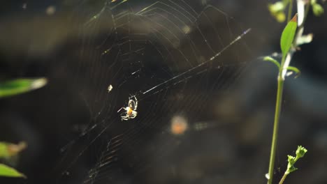 Beautiful-spider's-web-in-morning-light,-spider-resting-in-the-middle-of-cobweb