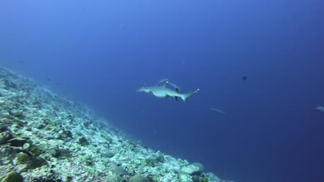 Pregnant-white-tip-reef-shark-pass-by,-Maldives-scuba-diving