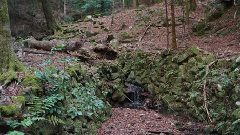 Mossy-autumn-woodland-scene,-small-stream-flowing-through-mountain